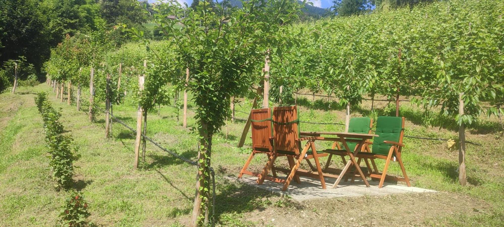 Janas Bolzano Mountain Apartment Tesimo Luaran gambar
